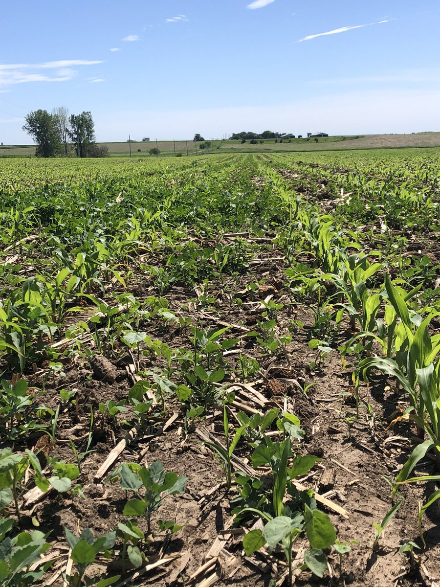 nschultz2014's tweet photo. This is a great example of why pre-emerge herbicides are not on my ‘to cut’ list when inputs are tight. Weeds are growing fast! #weeds #corn #plant2020 #timetospray https://t.co/2PDmG8zo8w