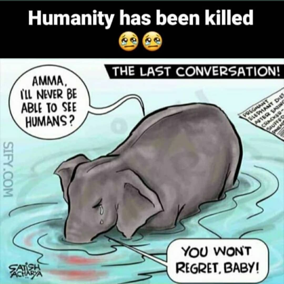 Celkatek's tweet photo. It’s intolerable. Finally! Humanity is dead. 😭

We want immediately Strict action should be taken against the culprits.

Want you?

RT if you want!

#RIPHumanity #Elephant  #Kerela #JusticeForElephant https://t.co/5ucXiTodFt