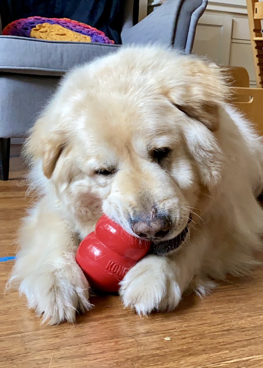 vahnee's tweet photo. When it starts to feel like too much, take a deep breath and look at a 10-year-old puppy enjoying his first Kong. #fuzzTherapy #dogsofCOVID https://t.co/T5IppPPV5n