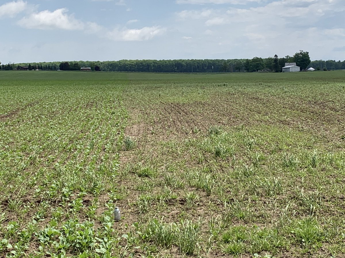 Attention all canola growers. This field might be the poster child for lumiderm seed treatment given the flea beetle pressure we’ve had this spring. Left is lumiderm, right is prosper. Try to ignore the weeds. Investing in seed treatments is paying off in 2020.