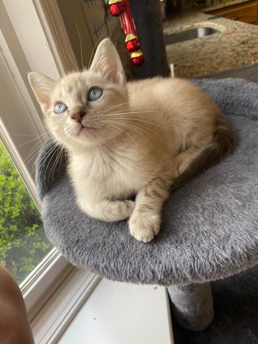 MeowMoeDotCom's tweet image. This little #Guy keeps #Interrupting my #Zoom #Calls :) #Totally #Fine by me!!
 
#Cats #Cat #Kittens #Kitten #Kitty #Pets #Pet #Meow #Moe #CuteCats #CuteCat #CuteKittens #CuteKitten #MeowMoe 
 
meowmoe.com/647260/this-li…