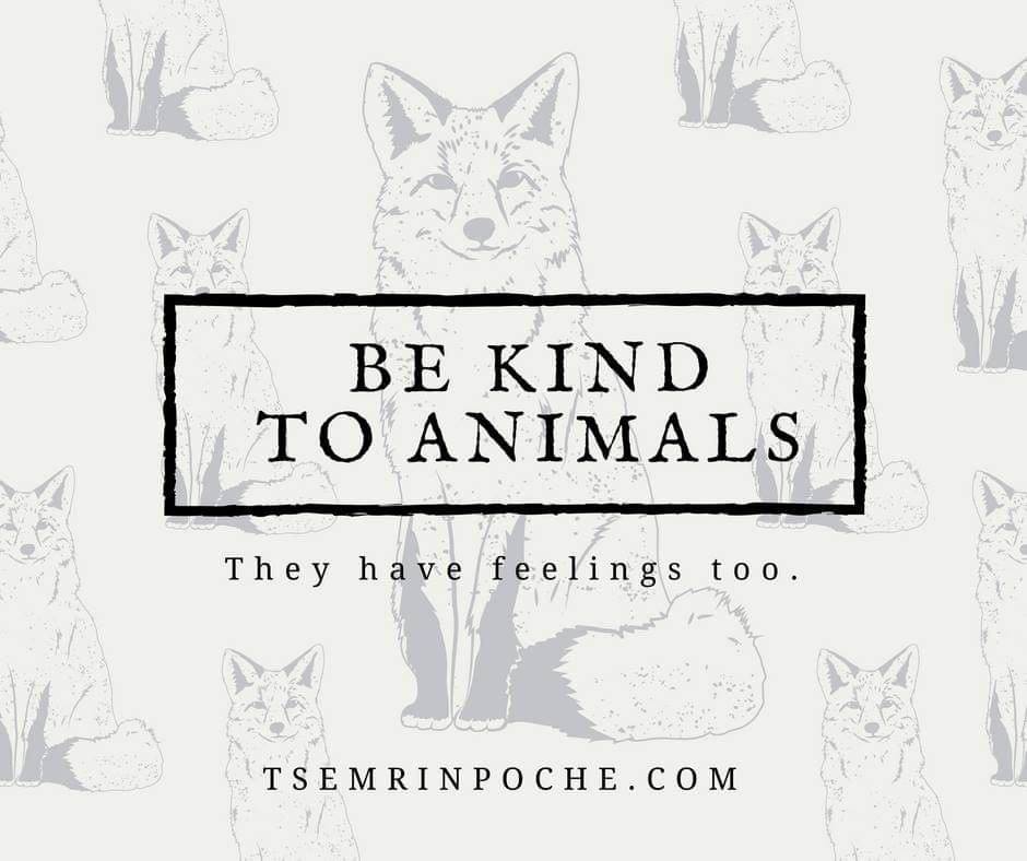 tsemrinpoche.com