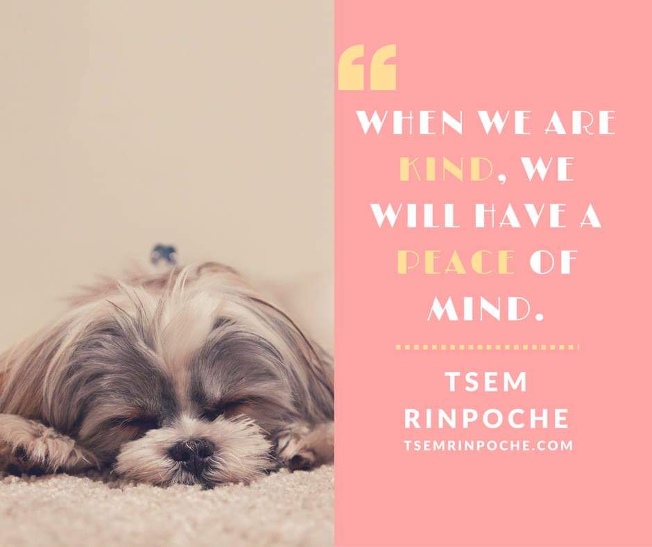tsemrinpoche.com
#lnspirationalquote
#quoteoftheday
#quotestoliveby
#QOTD
#inspiringthefuture
#PositiveVibesOnly
#PositiveLiving
#TsemRinpoche
#positivethinking
#Positivevibes
#positivity
#KindnesslnAction
#KindnessMatters
#positiveimpact
#Compassion