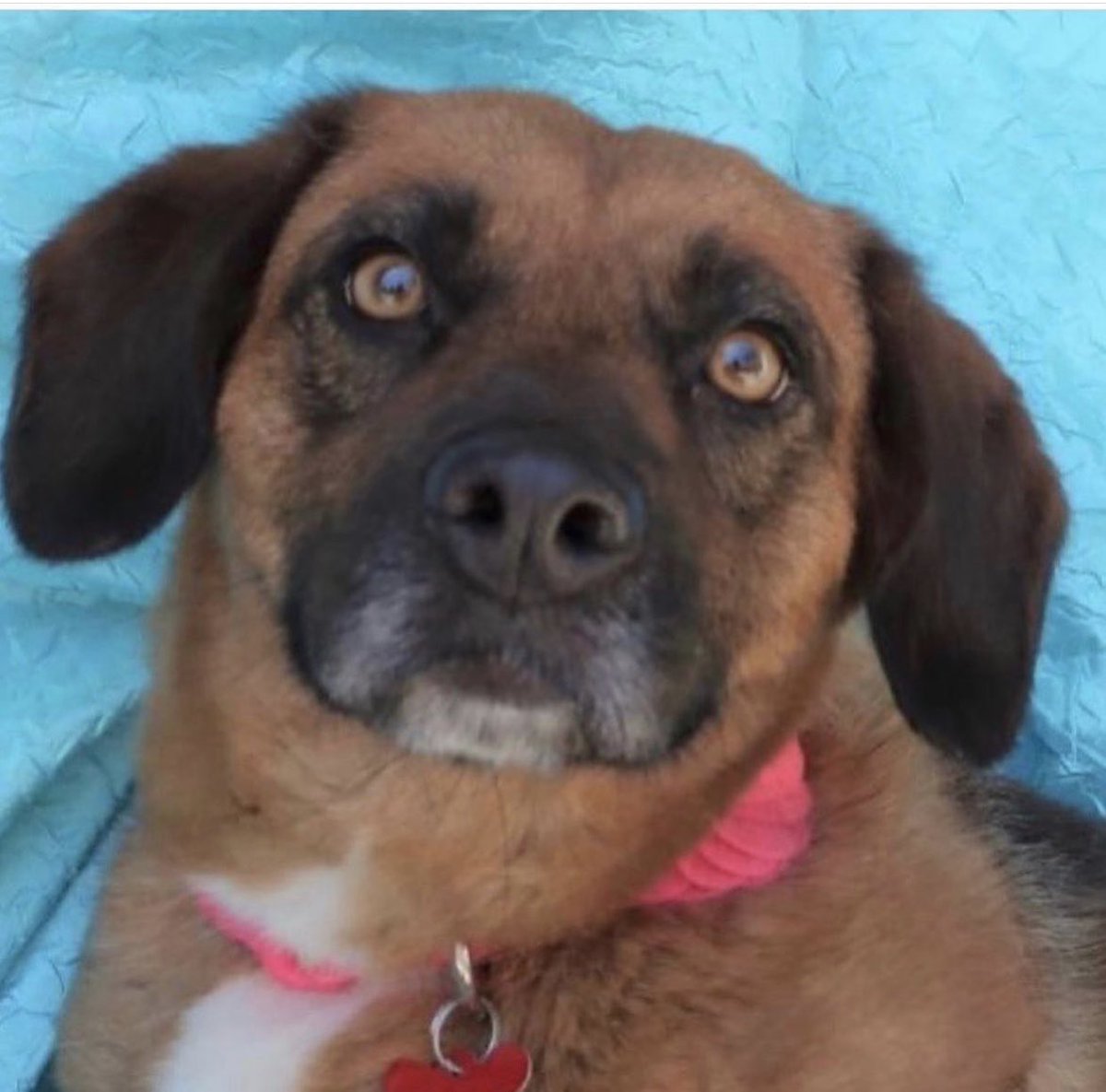 This little Lady is AWESOME. She is friendly and easy going. She is just beautiful!!! Name:  LADY WEBSTER
Born:  About March 2017
Breed:  Retriever/Shepherd mix (we think)

Very easy going. Loves humans. Does well with other dogs. 
joyfulrescues.org