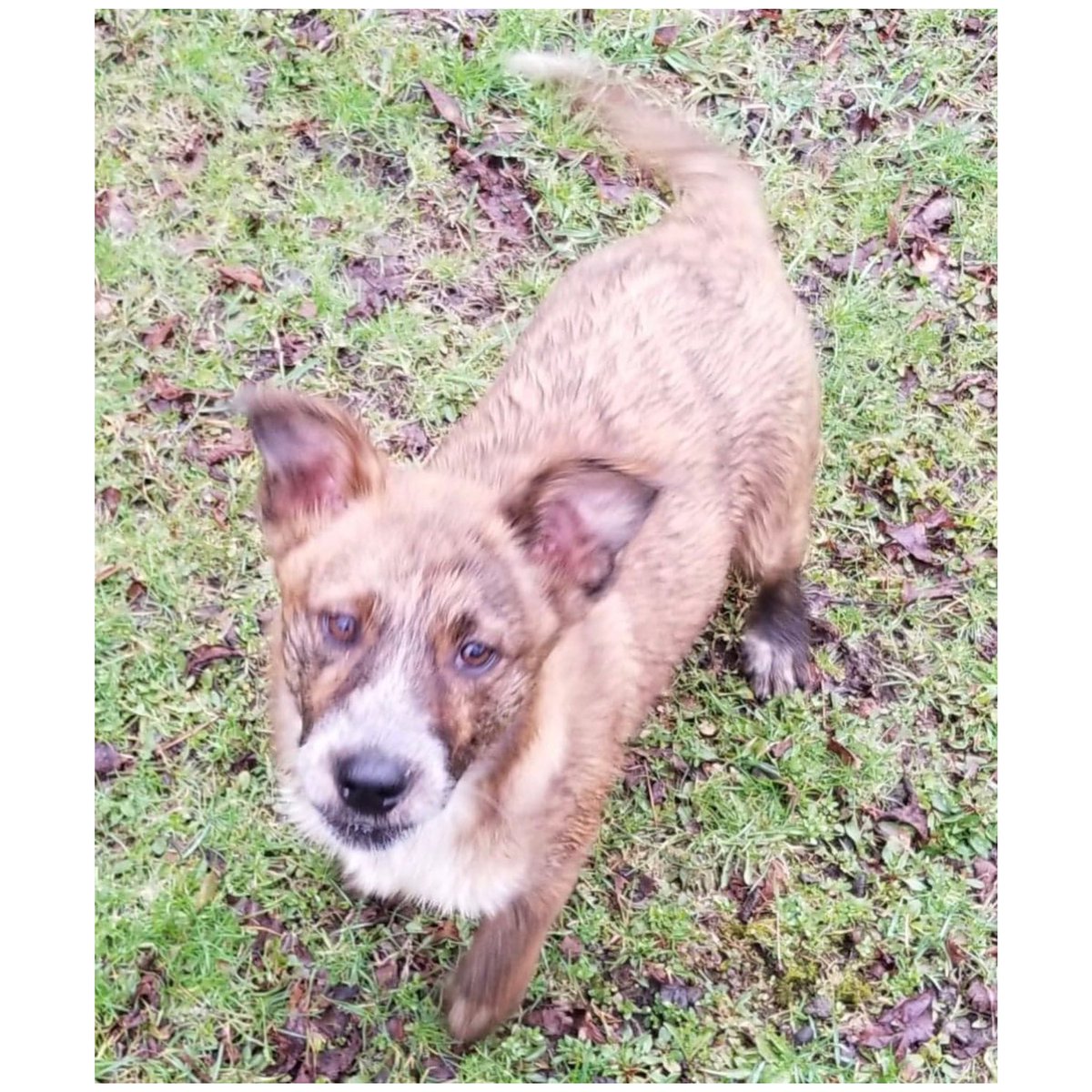 Name:  GALLANT FINLEY DENNIS
Born:  About January 2020 (we think)
Breed:  Shepherd/Retriever mix (we think) 
Loves water. Loves her humans. 
For adoption information please go to joyfulrescues.org