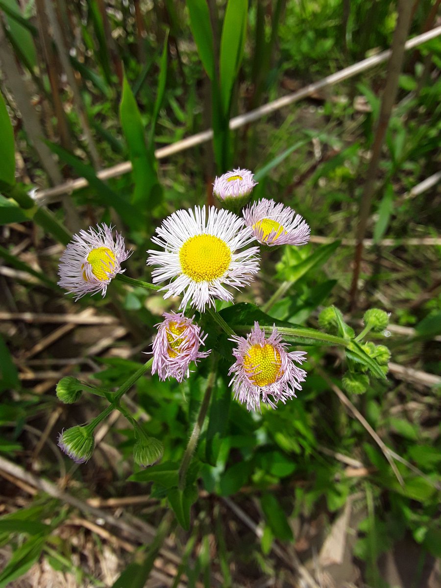 It's called a fleabane daisy but it doesn't repel fleas More proof that botanists are lying sacks of shit