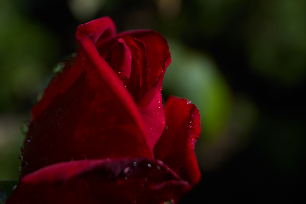 AKPenzion's tweet photo. Rose from our garden
https://t.co/dSf0m8k947 #ubytování #plzeň #penzion #cestovani #photography #travel #turistika #flower #garden #nature
#splendid flowers #myheartinnshots #majestic_macros #awesome_florals #ponyfony_flowers #my_daily_flower #nature_brillance https://t.co/WwdZaL44wy