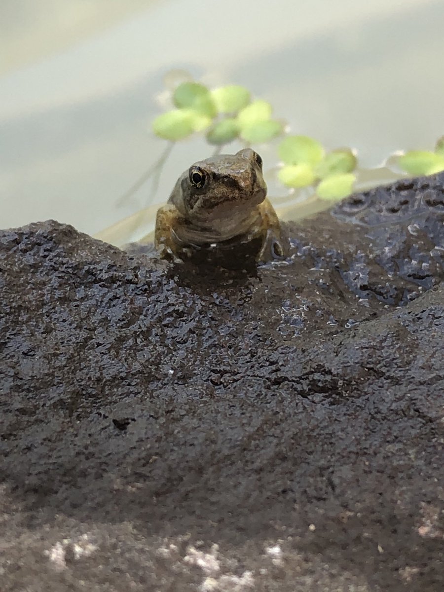 Claypes's tweet photo. ⁦@ThePrincipalFHS⁩ fancy some froglets for your pond?? https://t.co/oKkBx4m9qr