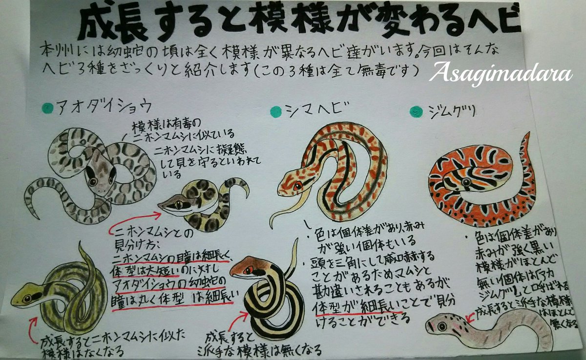 浅黄斑蝶 第40弾は成長すると模様が変わるヘビ アオダイショウ シマヘビ ジムグリの幼蛇をざっくりと紹介します 浅黄斑 蝶の生き物紹介