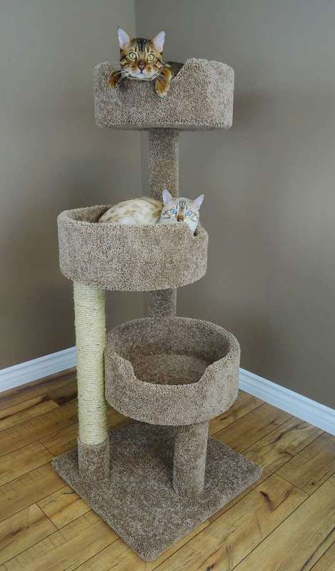 New Cat Condos tweet media