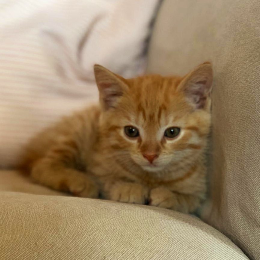 SFSOxford's tweet photo. Introducing Crumble, the newest member of Savage’s lodge. It looks like he has settled in well and is already getting to grips with Virtual Summer Fields! #SFPrep #iloveboarding #CatsOfTwitter https://t.co/UmFIXNMqka