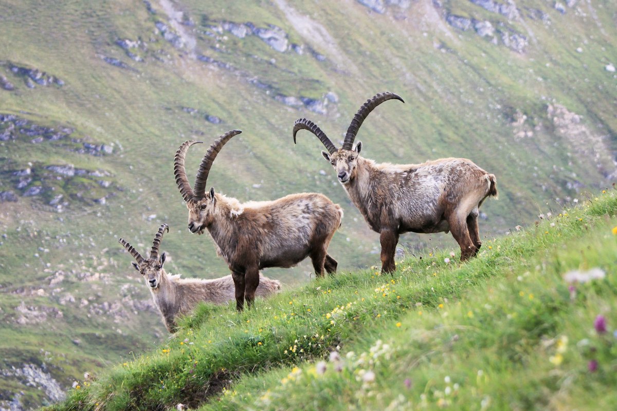 Hättet ihr es gewusst: Jeder dritte Schweizer Steinbock lebt bei uns in Graubünden. Mit rund 1'800 Tieren ist die Kolonie am Piz Albris oberhalb von <a href="/PontresinaGR/">Pontresina</a> eine der grössten der Alpen. Weitere 300 Steinböcke leben im Schweizerischen Nationalpark in <a href="/ScuolSamnaun/">EngadinSamnaunValMüstair</a>.