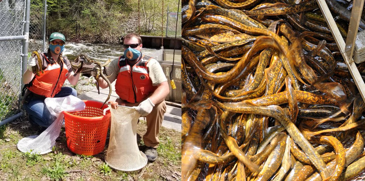 LampreyControl's tweet photo. A record # of adult sea lampreys--2,363(!)--were captured and removed from a single trap in the Ocqueoc R. (northern MI) last week! Total catch from the Ocqueoc R. was 2,843 sea lampreys for the day, breaking the previous record of 1,414 by more than double! https://t.co/pR4E7O7zeD