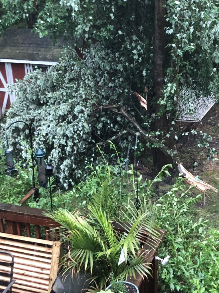 ChrissieM10's tweet photo. My favorite tree smashed by a rampant storm that just blew through. Par for the course 2020. #njstorm https://t.co/fRTmVVMDHW