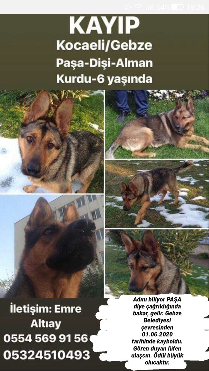 Haluk abi bir arkadaşımız köpeğini kaybetti. İki gündür kayıp :( Adı Paşa , Dişi 6 yaşında çok uysaldır. Adını biliyor adıyla çağrıldığında bakar, gelir. Gebze Belediyesi çevresinden 01.06.2020 tarihinde kayboldu. Lütfen yardımcı olun. İrtibat: Emre Altıay
5545699156
5324510493