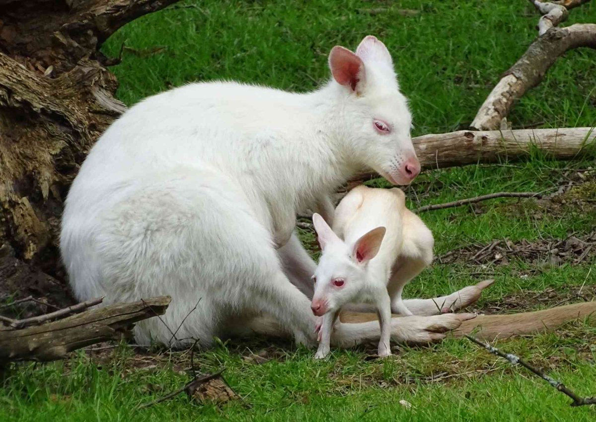 Tiere mit Albinismus haben es schwer. 