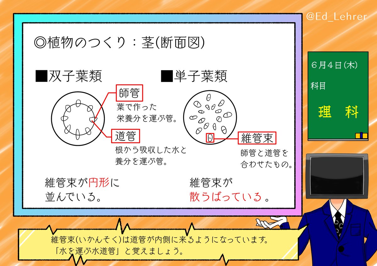 O Xrhsths エドワイズ レーラー Vtutor Sto Twitter ミニレクチャー009 理科 こんばんは エドです 本日は単子葉類と双子葉類です この二つの分類は頻出問題ですのできちんと押さえてきましょう 図が下手なのでよろしければ教科書やウェブ上の