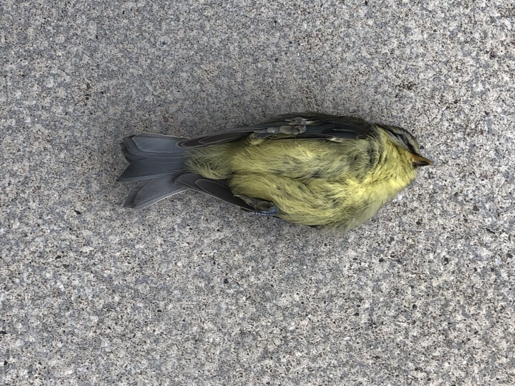 So sad just found a young Blue Tit dead in our garden, don’t know what happened but a lot of them are on the feeders together xx💔