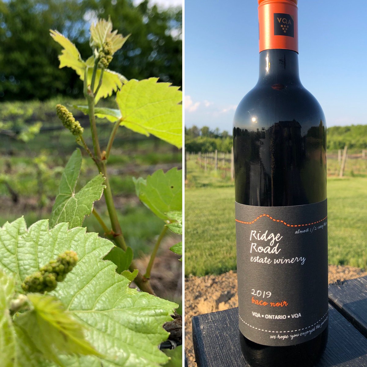 Ready, Set, Go!
The starting line and the finish line for our Baco Noir!@WineCountryOnt 
#baco #VQAatHome