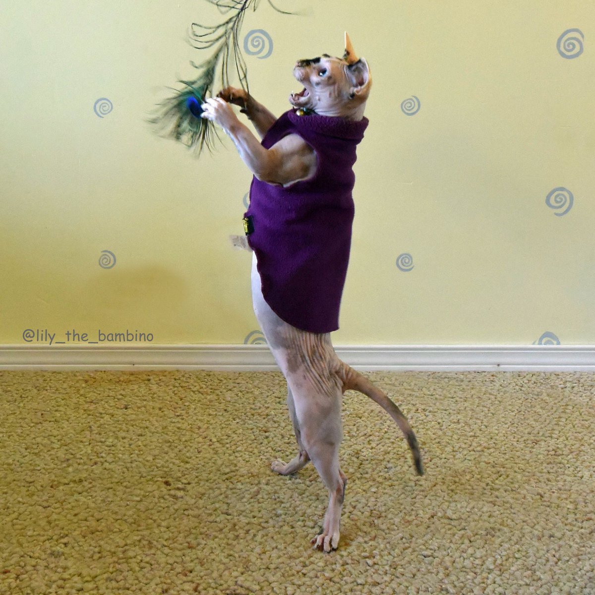 lily_thebambino's tweet photo. I am FIERCE!!!
.
#cats #catsofinstagram #nohairdontcare #sphynx #sphynxcat #bambino #bambinocat #hairlesscatsofinstagram #sphynxlove #hairlesscat #nakedcatsofinstagram #nakedcats #mudbaydogsandcats #petco #petsmart #fierce #fiercecat #playingcat #wednesday #goldpawseries https://t.co/aOvPRmoxLl