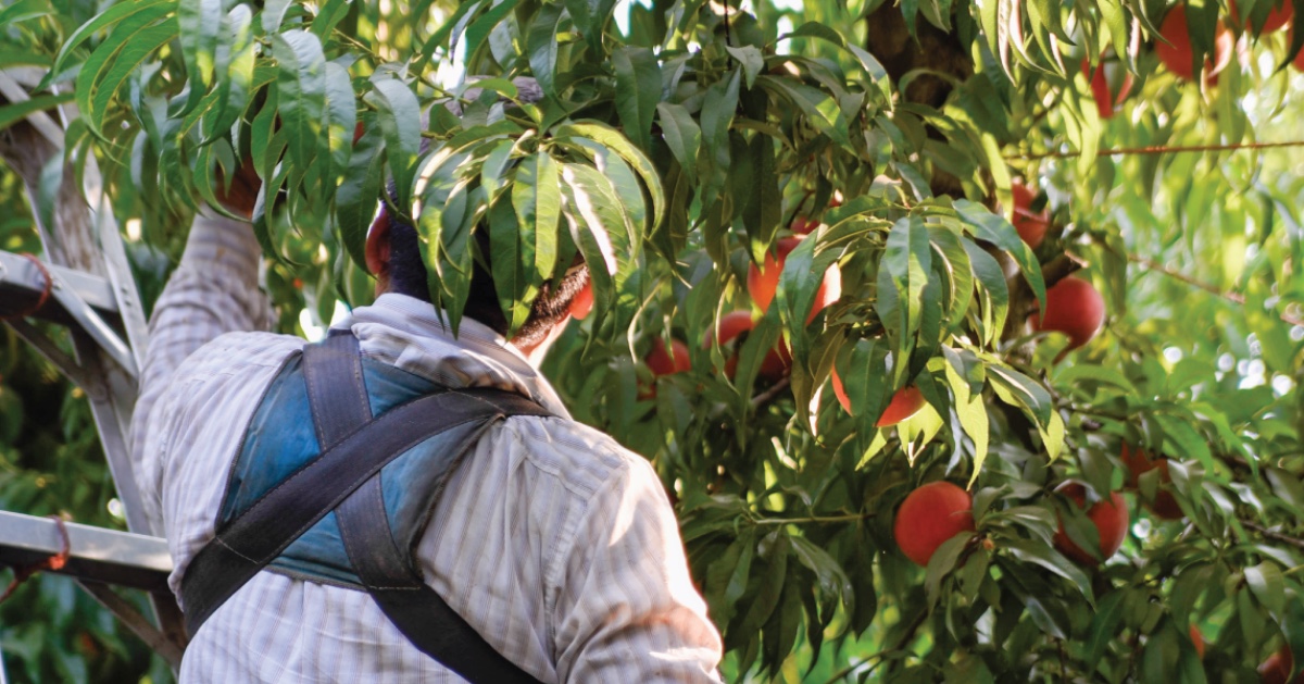 brandtfarms's tweet photo. We have practices to ensure our fruit is gently picked, packed, and stored, so we can deliver quality fruit to stores.
Check out more information about our processes on our website https://t.co/qdACY3lUTL
#brandtfarms #liveliferipe #fruit #summer #harvest https://t.co/rIs5DmVpdp