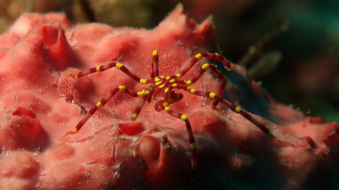 Makin a thread of sea spider species I will add to every now and thenMeridionale harrisiA colourful shallow-water species documented from the eastern and southern coasts of Australia