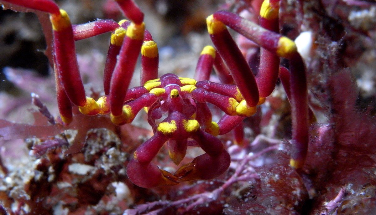 Makin a thread of sea spider species I will add to every now and thenMeridionale harrisiA colourful shallow-water species documented from the eastern and southern coasts of Australia