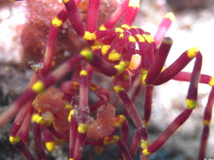 Makin a thread of sea spider species I will add to every now and thenMeridionale harrisiA colourful shallow-water species documented from the eastern and southern coasts of Australia