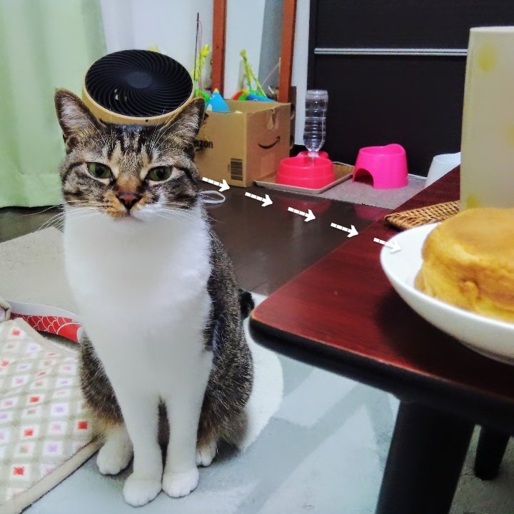 パンケーキが気になるのに 見ないようにして 興味ありません の顔をする猫さん 真っ白で気持ちの良さそうな毛並み Togetter