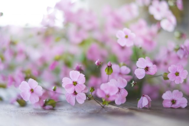 O Xrhsths アルビオン Albion 公式 Sto Twitter おはようございます 今日の誕生花は ピンクのかすみ草 花言葉は 切なる願い です かすみ草は白の印象がありますが ピンクは花束にした時に かわいらしさや華やかさがプラスされプレゼントに人気だ