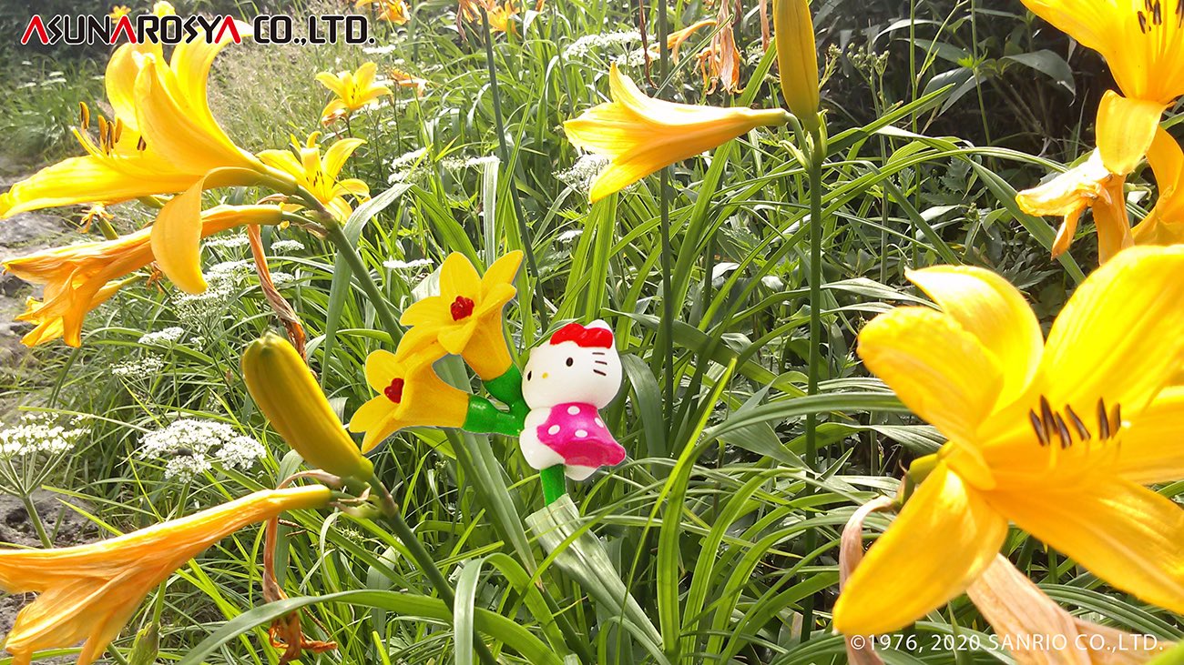 ご当地キティ 今日の誕生花は ニッコウキスゲ この時期 高原にさわやかな夏を呼ぶ花として人気が高いそうです T Co Ujoicpdaiz Gotochikitty ご当地キティ ハローキティ 6月4日 Hellokitty Flower T Co Az81a4yhzn Twitter