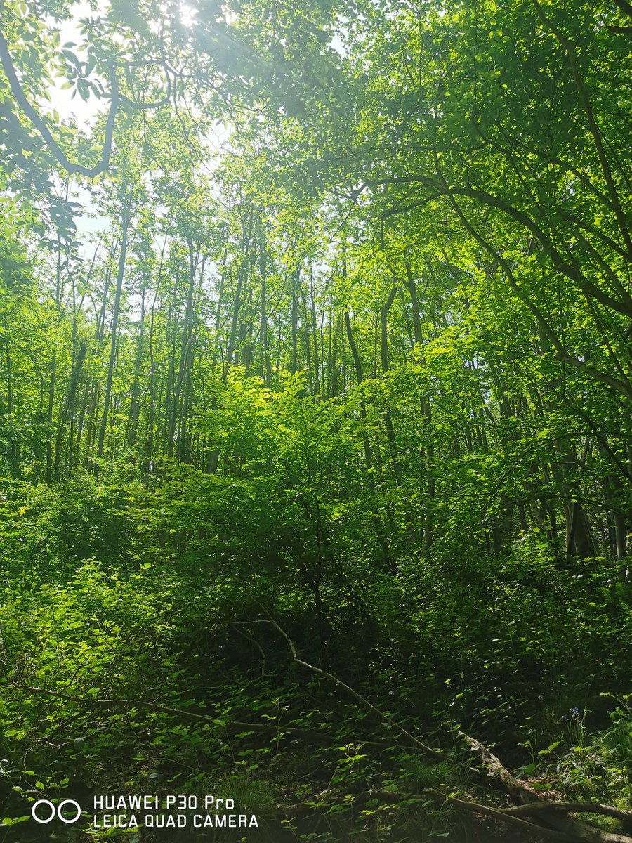 deejar69's tweet photo. @coko9718 @LensAreLive A few tree pics from Kent in the UK #treesaregreat https://t.co/b3hhQRvTlS