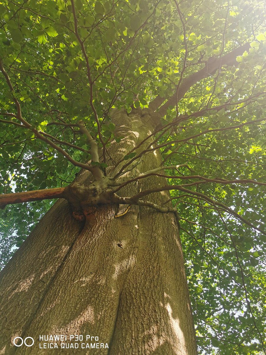 deejar69's tweet photo. @coko9718 @LensAreLive A few tree pics from Kent in the UK #treesaregreat https://t.co/b3hhQRvTlS