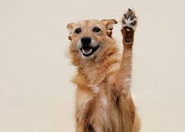 PEXA_API's tweet image. Hands up if you want to cut down the data entry when creating workspace documents? Our team is busy at work building new APIs for document management, so stay tuned for updates on this very exciting piece of work! Victory hand#eConveyancing #technology #apis #pexa #pexaapis