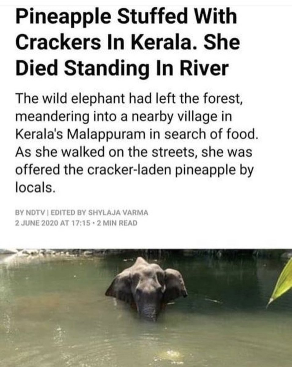jigsmania's tweet photo. This is shameful!
#Shame #SaveElephants #killing #ashamed #India https://t.co/K2ysUCMWvt