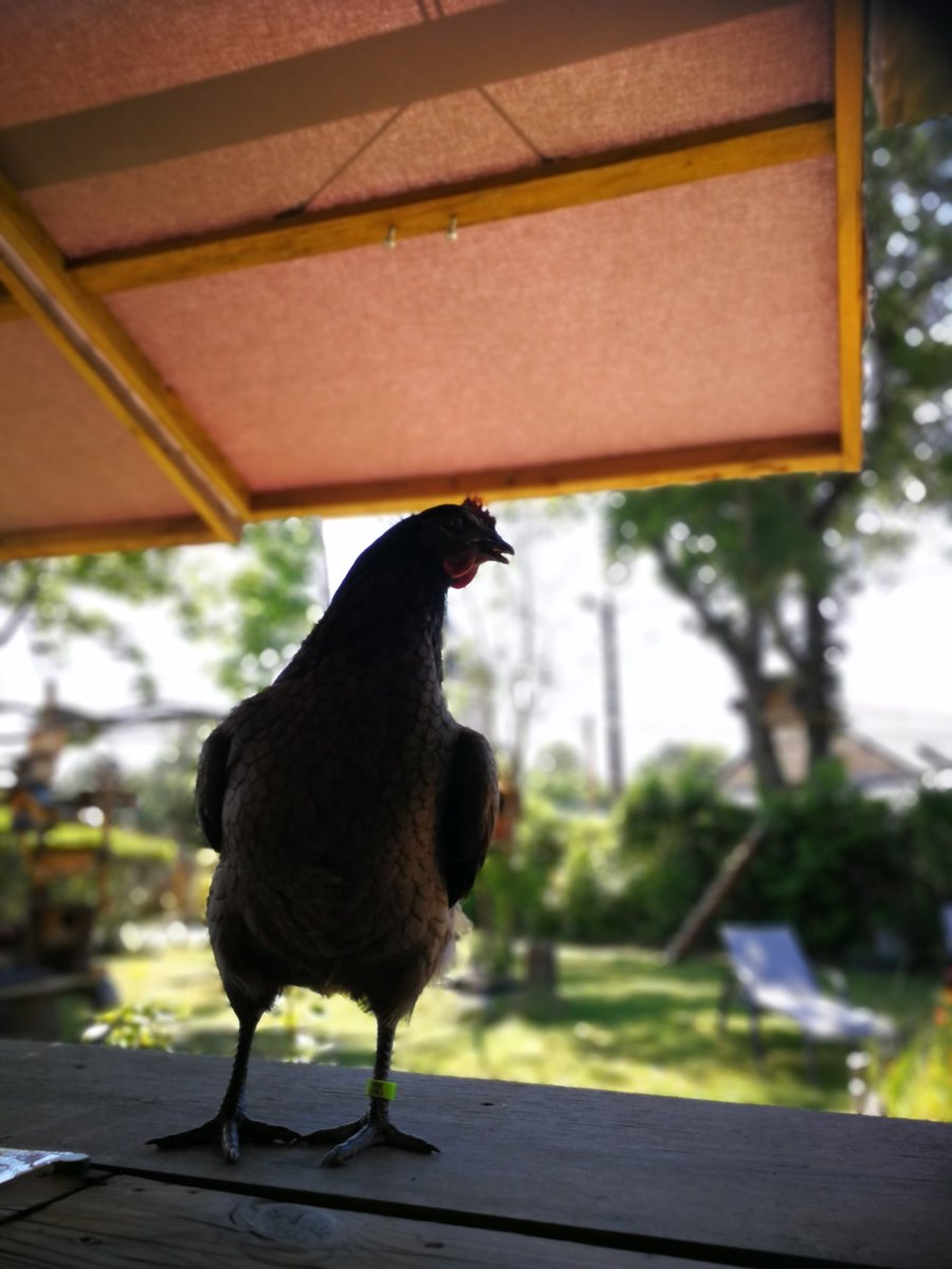 @newuser_fr <a href="/AliceTdZ/">Alice To Z.</a> <a href="/M6/">M6</a> @GoodPlanet_ <a href="/frgaudry/">François-Régis Gaudry</a> Faut croire que non 🧐 perso j'ai pas un château, mais j'ai des poules LIBRES (elles viennent même nous faire coucou en terrasse😂)