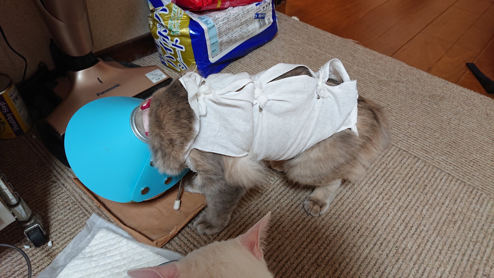 三田尻 水飲み中 エリザベスカラーが 邪魔だろうけど暫く我慢我慢