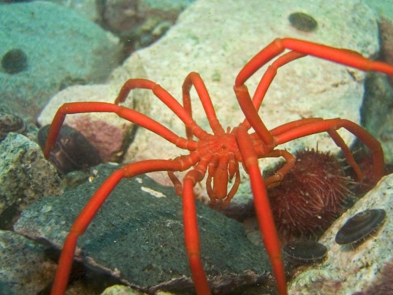 Decolopoda australis, a very large sea spider (reaches ~25cm in legspan) from the South Pole. It is unusual amongst sea spiders for possessing 10 legs, typically sea spiders have 8.