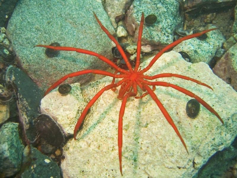 Decolopoda australis, a very large sea spider (reaches ~25cm in legspan) from the South Pole. It is unusual amongst sea spiders for possessing 10 legs, typically sea spiders have 8.