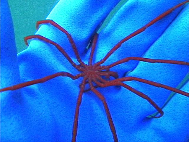 Decolopoda australis, a very large sea spider (reaches ~25cm in legspan) from the South Pole. It is unusual amongst sea spiders for possessing 10 legs, typically sea spiders have 8.