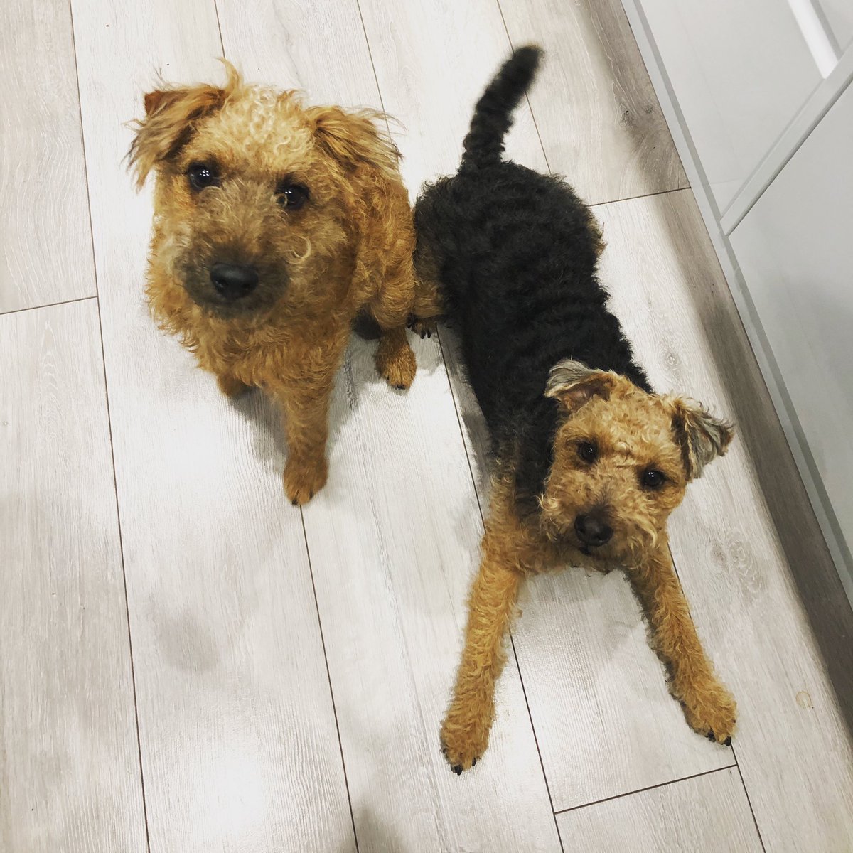 Ruby & Murphy 🐾 tweet media