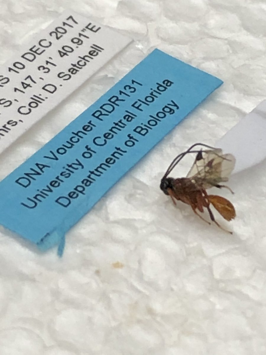 RDRidenbaugh's tweet image. Feels good to be back in the lab after so long! Pinning up the last of the Eadya from my MSc thesis. #WrappingUp