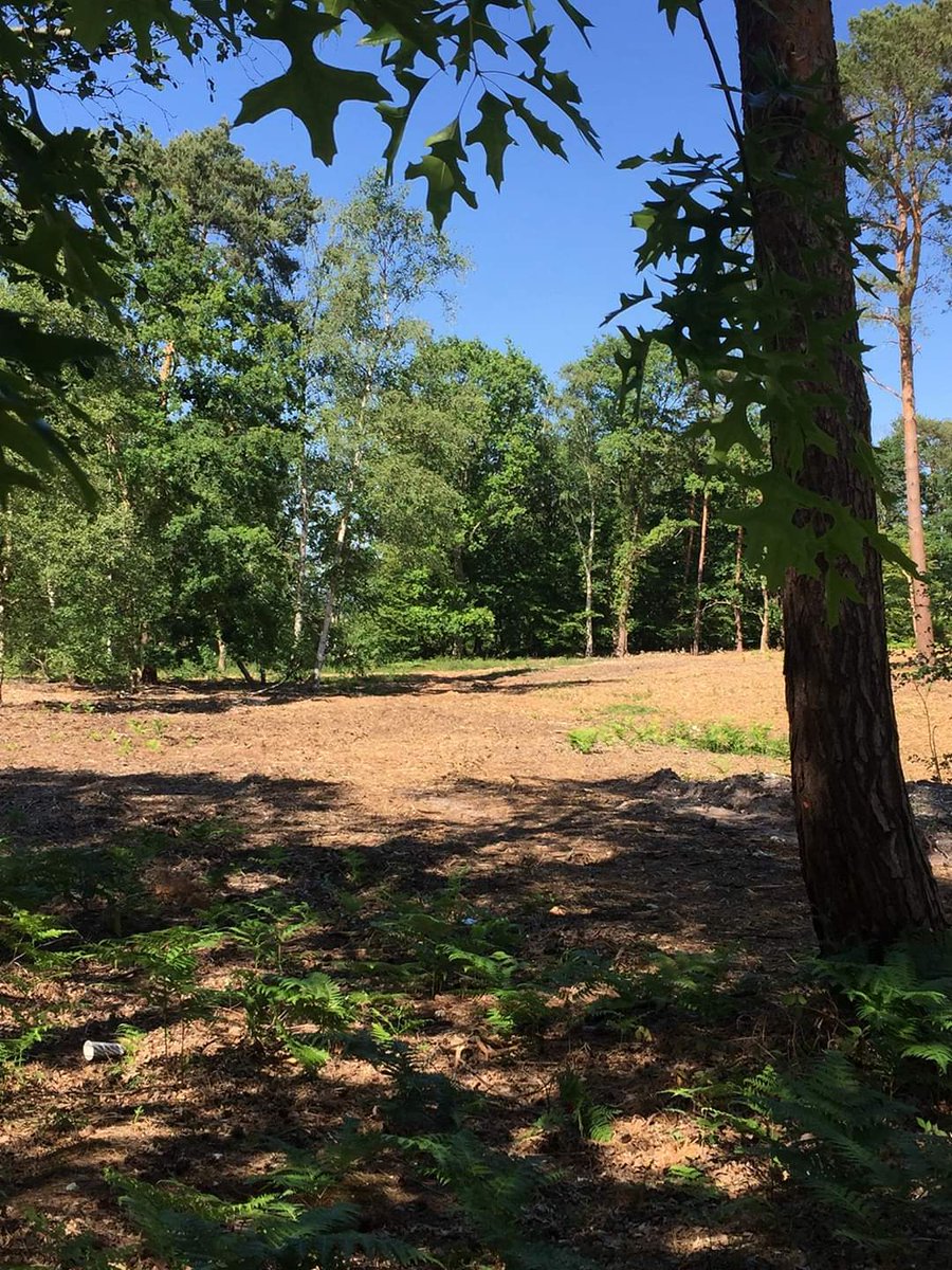fff_grenoble's tweet photo. Soutien aux activistes de @YFCRouen, qui ont mené une action à la forêt du Madrillet samedi dernier 🌳

60 hectars vont être betonnisés ! Au profit d'une "urbanisation" 🏗️

Sans être rouennais.e vous pouvez dire stop à cette destruction : https://t.co/duMTi6ZYRm ✍️ https://t.co/m2PkuL4kVk