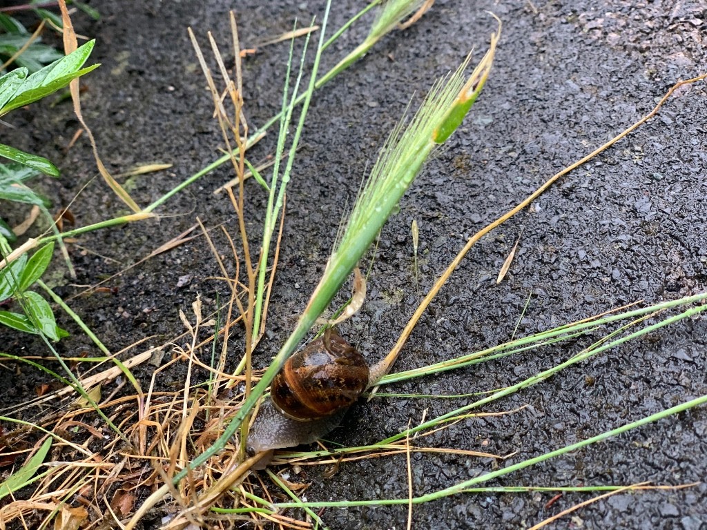 Robins_HMCS's tweet image. Our EYFS children have been snail hunting today #understandingtheworld #thesnailandthewhale #ourlocalarea #wearecurious