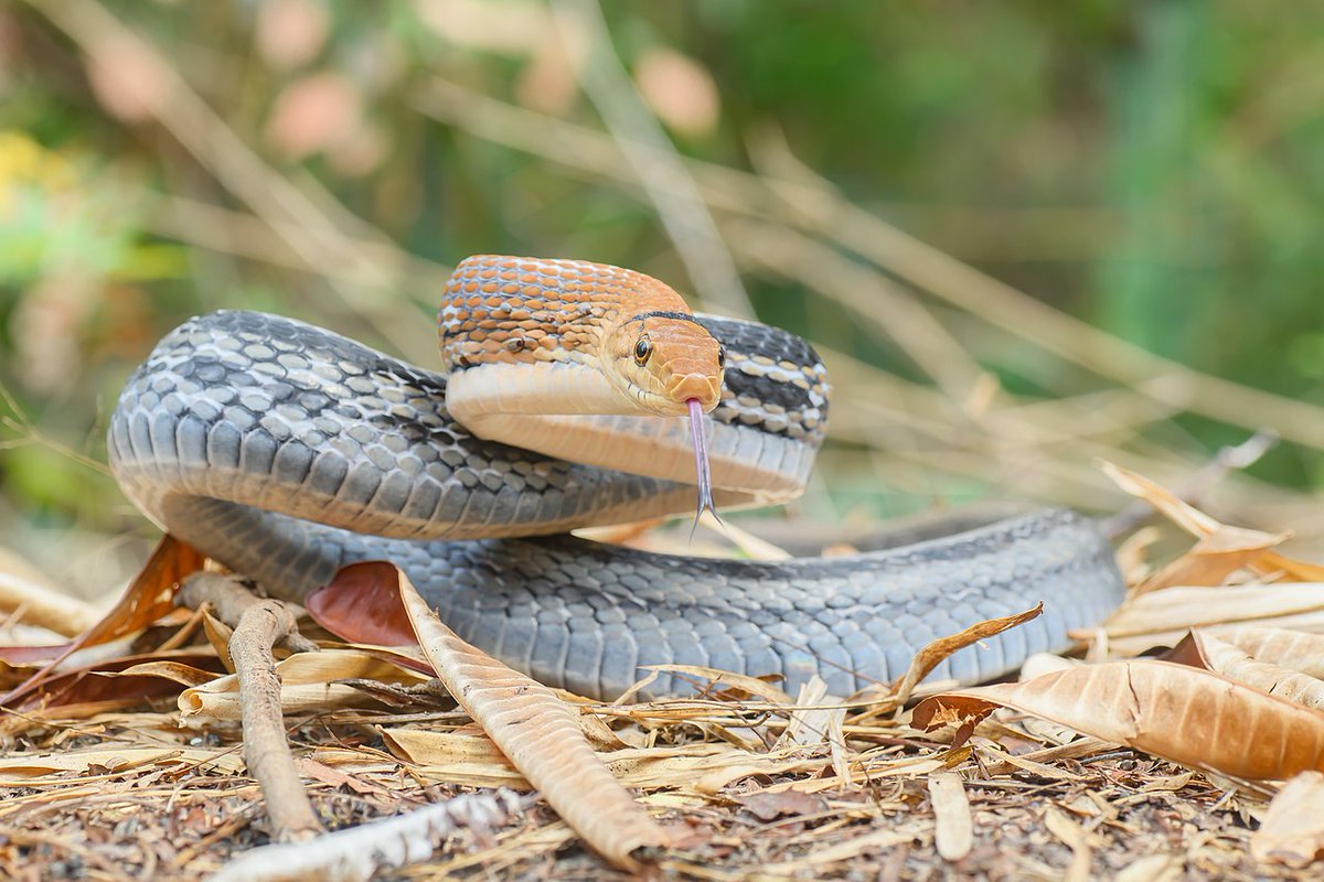 hemajitphukon's tweet photo. 👉Dehing_Patkai's internal diversity for Snakes yet to is record. #International_Day_for_Biological_Diversity  week -"Our Solution are in Nature".#BiodiversityDay #ForNature 
Stop #CoalMining in #Dehing_Patkai https://t.co/V5bZGfS0YH