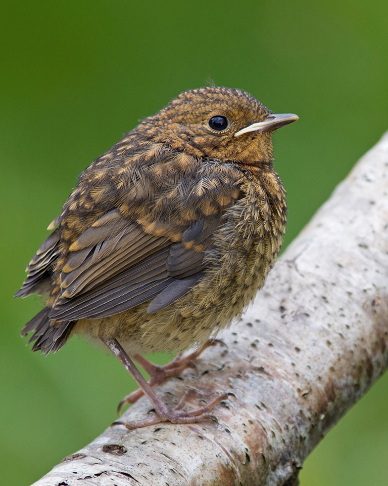 How To Identify Bird Egg Shells - Woodland Trust