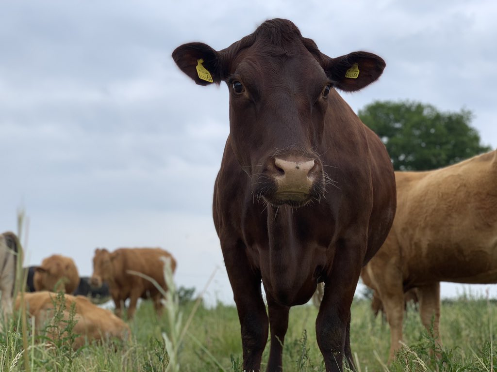 Meat Box tweet media