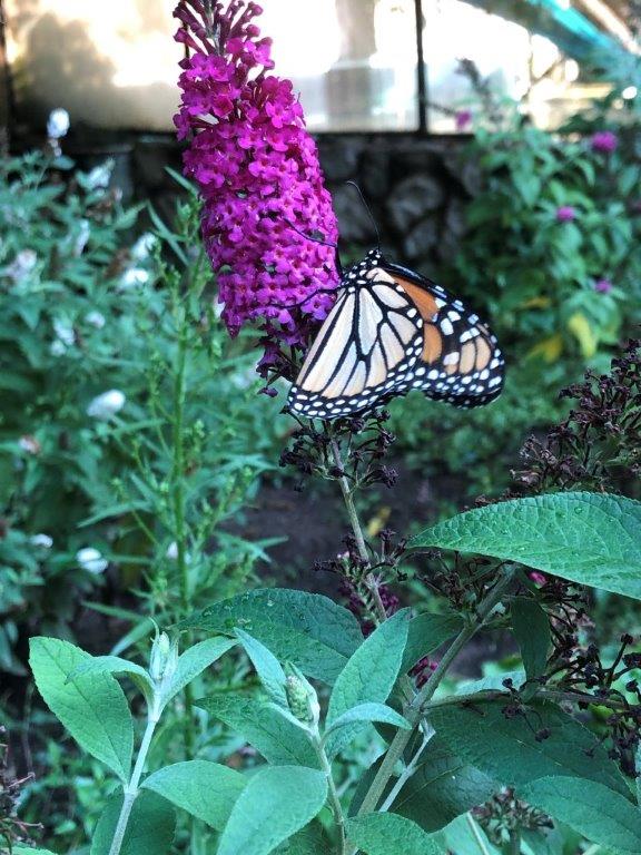 Birds, butterflies, bees, moths, bats, small mammals….they all help to pollinate plants! Join us all month long, as the we celebrates these awesome creatures with our Salute to Pollinators! #statenislandzoo #pollinators #birds #bats #bugs #ohmy #naturesbeauty #wesaluteyou