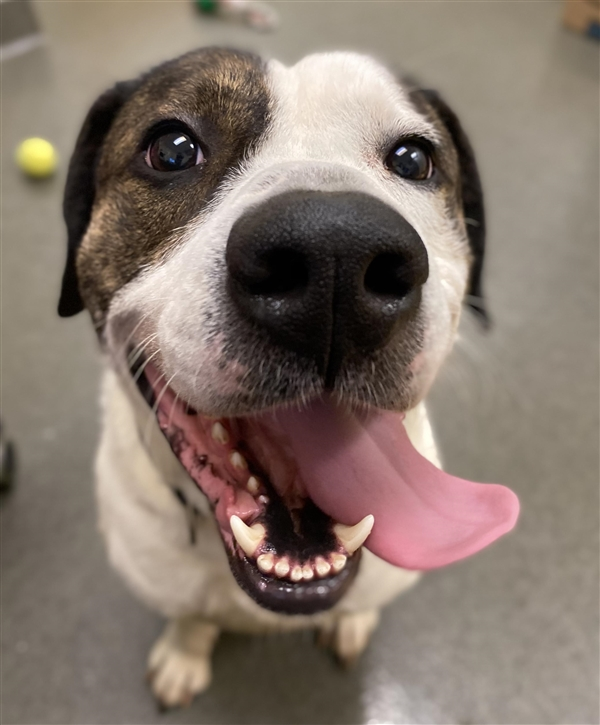 EMluvsPibbles's tweet photo. 🆘💥EMERGENCY POST!!💥🆘
This handsome senior boy is #NORMAN
⚠️He’s scheduled to be euthanized at 7:00 pm 6/4/20 (Thursday) if no one steps up for him.🥺
👌Bio says he seems okay with other dogs.🙏
👉#PLEDGE #RESCUE #FOSTER #NOKILL💉🚫
https://t.co/Jecc6mBi0z
Columbus, OH https://t.co/NhrYGxYiqa