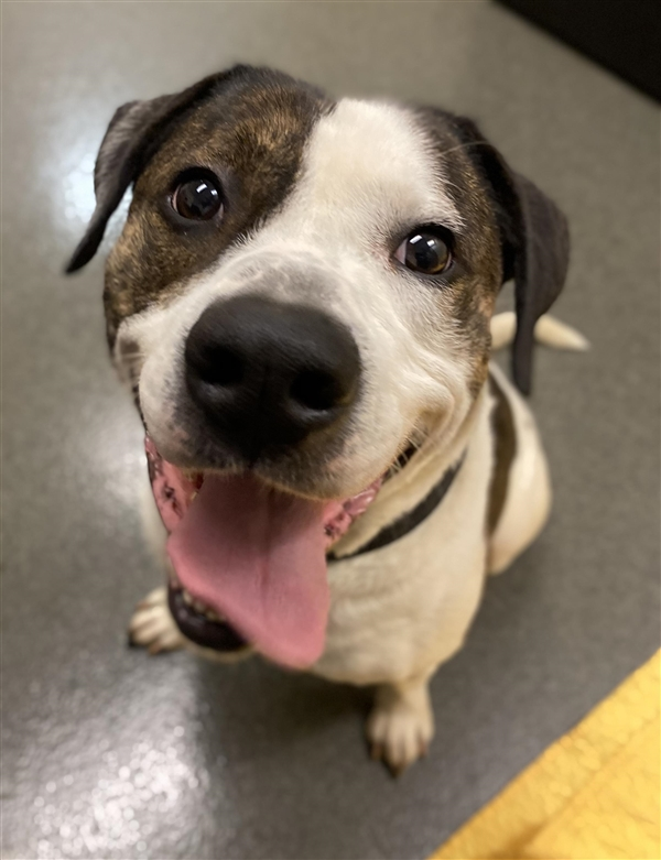 EMluvsPibbles's tweet photo. 🆘💥EMERGENCY POST!!💥🆘
This handsome senior boy is #NORMAN
⚠️He’s scheduled to be euthanized at 7:00 pm 6/4/20 (Thursday) if no one steps up for him.🥺
👌Bio says he seems okay with other dogs.🙏
👉#PLEDGE #RESCUE #FOSTER #NOKILL💉🚫
https://t.co/Jecc6mBi0z
Columbus, OH https://t.co/NhrYGxYiqa